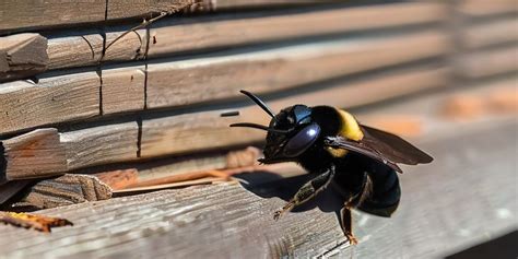 How To Get Rid Of Carpenter Bees Effective Methods