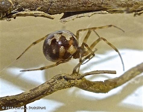 Triangulate Cobweb Spider - Fontenelle Forest Nature Search ...