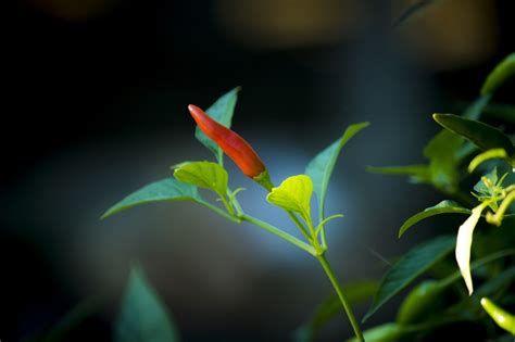 20 000 Free Spicy Hot Spicy Images Pixabay
