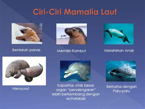 Detail Contoh Mamalia Laut Koleksi Nomer