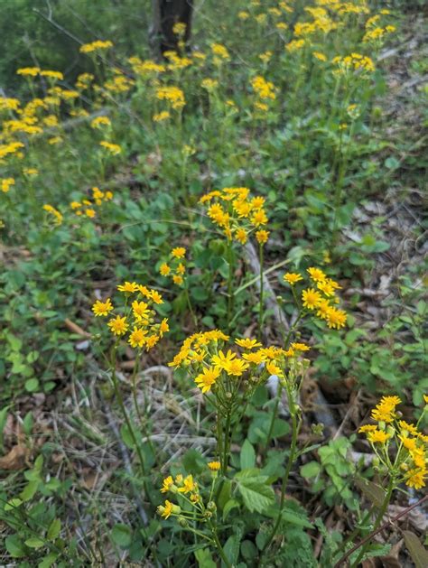 American Groundsels And Ragworts From Allegany County MD USA On April