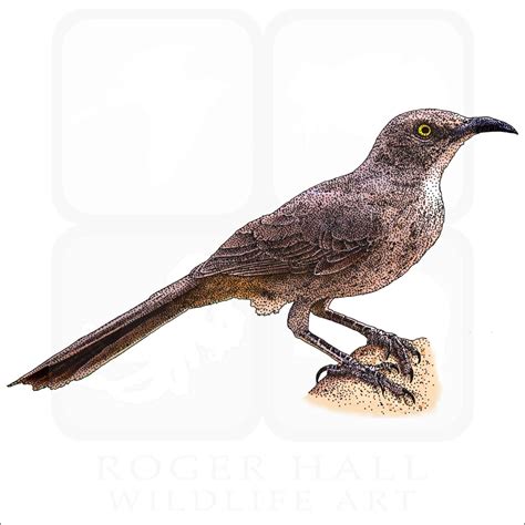 Common Birds of Lake Merritt in Oakland