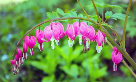 Fleurs V N Neuses Communes Photos Jardin De Grand Meres