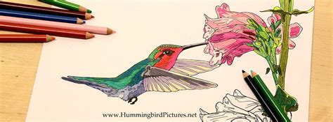 Hummingbird Coloring Pages - Hummingbird Pictures