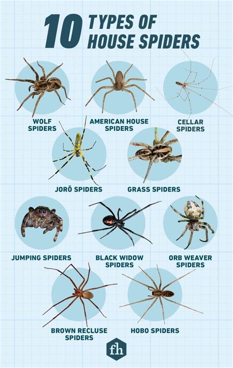 10 Types of House Spiders