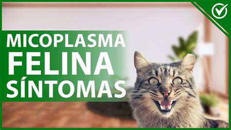 Micoplasma Felina O Anemia Infecciosa Felina Causas Diagn Stico Y