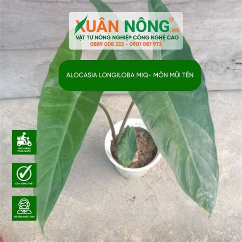 Alocasia Longiloba Miq Đặc điểm Cách Trồng Và Chăm Sóc