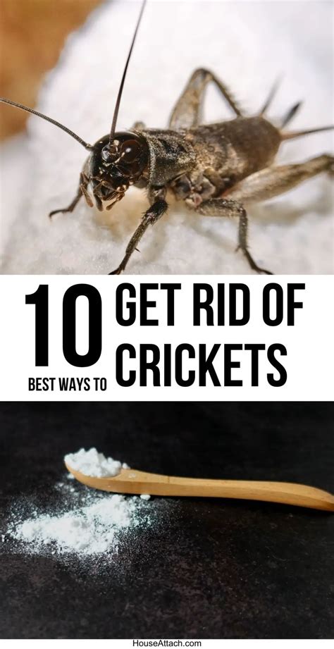 How To Get Rid Of Crickets From Your Home And Garden