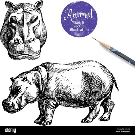 Hand drawn hippo animal vector illustration. Sketch isolated ...