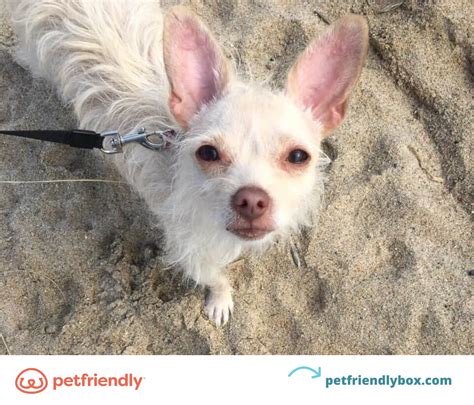 A Guide to Pet-Friendly Vacations in Every State - PetFriendly Box