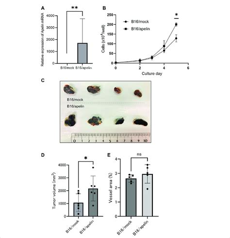 Apj Induces Cell Proliferation And Tumor Growth By Apelin A