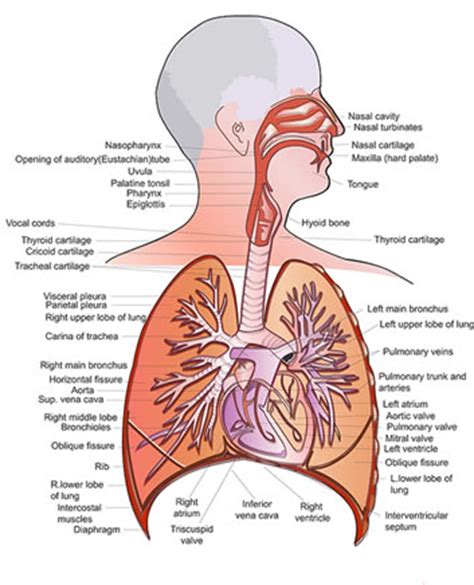 Respiratory Tract Diseases