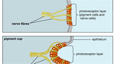 Photoreception Evolution Of Eyes Britannica