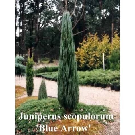 Juniperus scopulorum 'Blue Arrow'