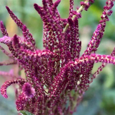 Amaranth Oeschberg Gardener S Workshop