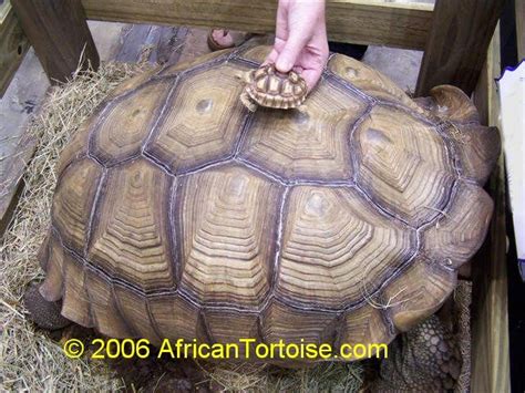 African Sulcata Tortoise Size