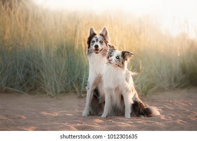 Two Dogs Hugging Each Other Friendship Stock Photo 1012301635 ...