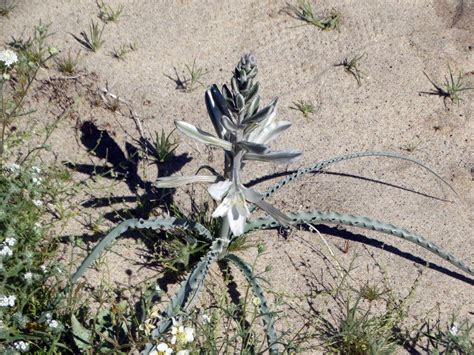 Oma Loves U!: Anza Borrego Desert Bloom