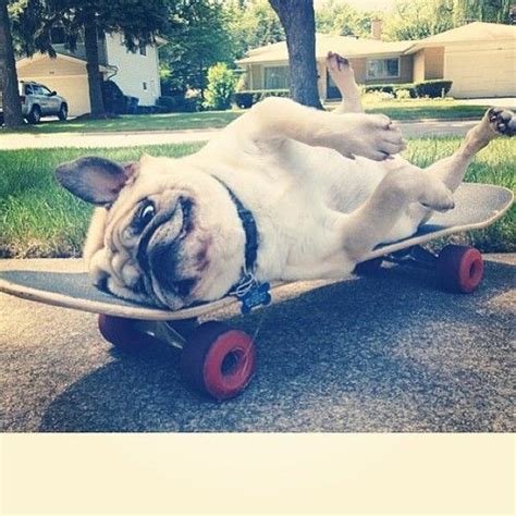 Pug Skater Skater Pug Skater Pug Pugs Pugs Funny Pugs And Kisses