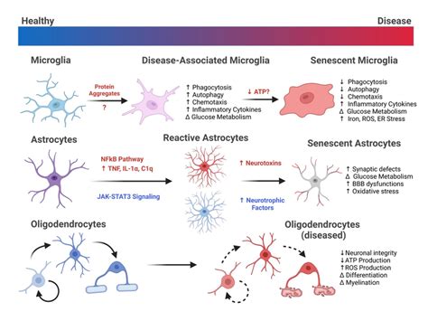 Neuroimmune System Alterations In Neurodegenerative Disease Glial