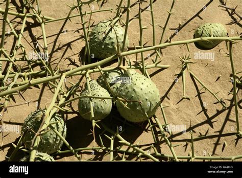 Desert, Nara fruits, detail, Namibia, Africa, Nara, fruits, Sand, water fruit, spikes, Naukluft ...