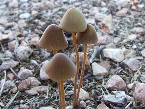 Agaricales Dscf2704 Kingdomfungi Phylumbasidiomycota Sub Flickr