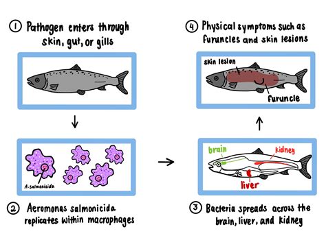 Aeromonas salmonicida | Mechanisms of Pathogenicity