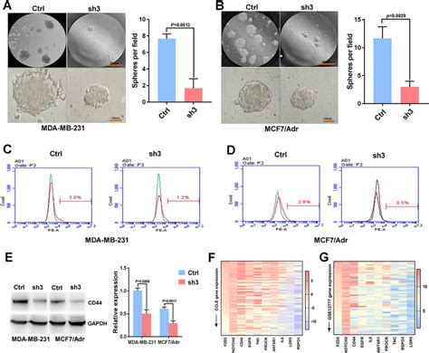 Fzd Contributes To Bc Cell Stemness Mammosphere Formation In