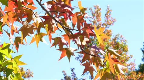 【葛飾区】紅葉がいち早く始まる！「モミジバフウ」が鮮やかに染まる水元公園の隠れた紅葉スポット（asa24） エキスパート Yahooニュース