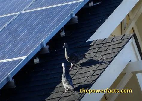 How Much To Pigeon Proof Solar Panels The Power Facts