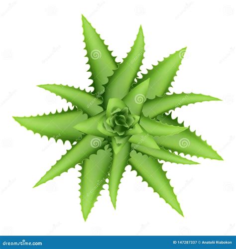 Aloe Vera Plant Top View Icon Cartoon Style Stock Vector