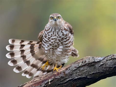 Sparrowhawk Bird Facts (Accipiter nisus) | Birdfact