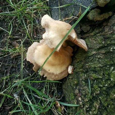 Great Lakes Fungi On Twitter At The Base Of An Oak Tree Located In