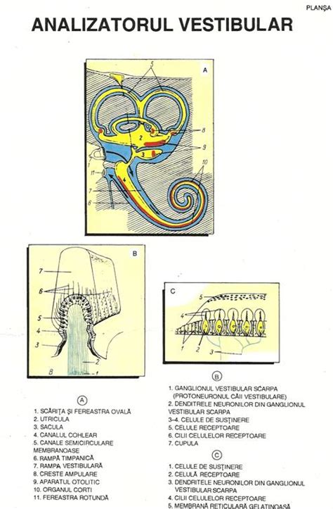 Urechea Alcatuirea Urechii