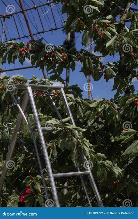 Ladder in Front of a Cherry Tree for Picking Stock Image - Image of ...