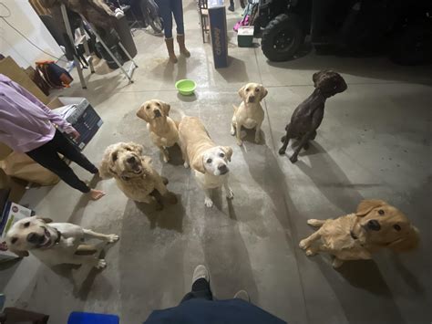 When we have the neighbors over, the dogs have more fun then we do. : r