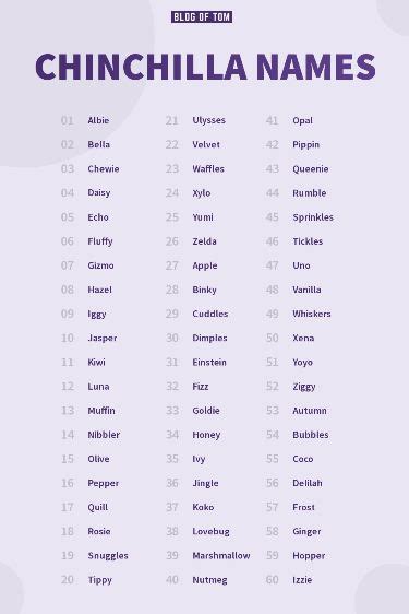 Chinchilla Names: Find the Perfect Name for Your Pet