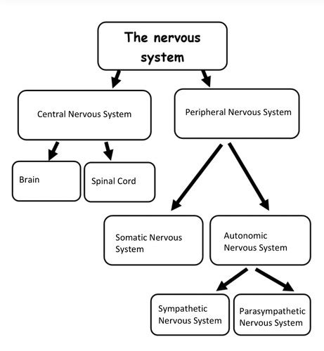 The Nervous System Flashcards Quizlet