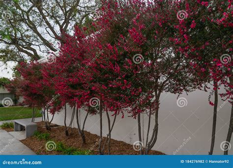 leptosperum scopariumor manuka tree  zealand tea tree