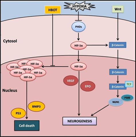 Potential Mechanisms Of Hbot And Hif In Hypoxia Hif Activates