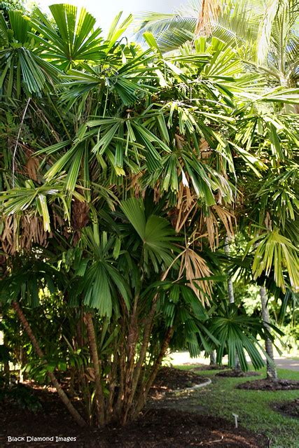 Licuala Spinosa Spiny Licuala Palm Mangrove Fan Palm A Photo On