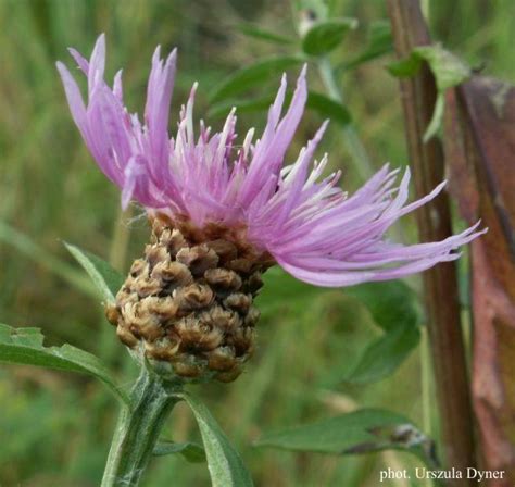 chaber lakowy studenckie kolo przewodnikow gorskich  krakowie