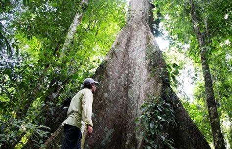 Chiapas Lacandon Rainforest See This Paradise Before Its Gone