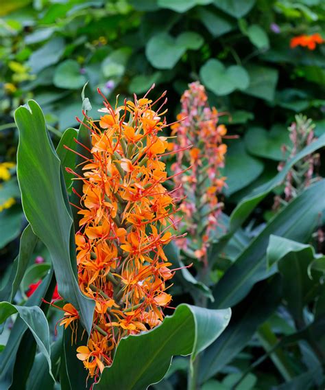 Jungle plants: 16 options for lush and leafy borders | Gardeningetc