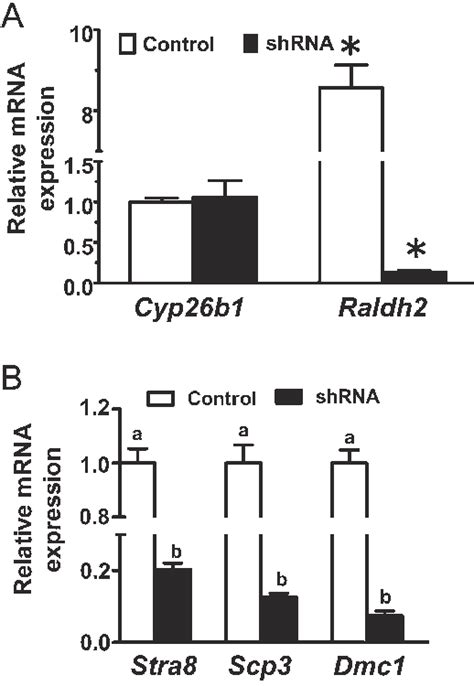 Analysis Of Gene Expression In The Raldh2 Knockdown Chicken Ovary A