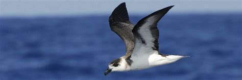 Black capped petrel - Alchetron, The Free Social Encyclopedia