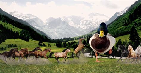 Fight 1 Horse Sized Duck Or 100 Duck Sized Horses Heres The Answer