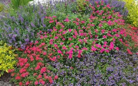 Duranta, Angelonia, Gomphrena, Vinca, Verbena, and Fanflower Annual Bed