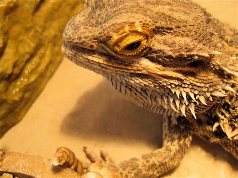 Do Bearded Dragons Carry Diseases Risks Of Disease Transmission