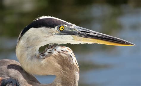 Grey Heron Florida Water - Free photo on Pixabay